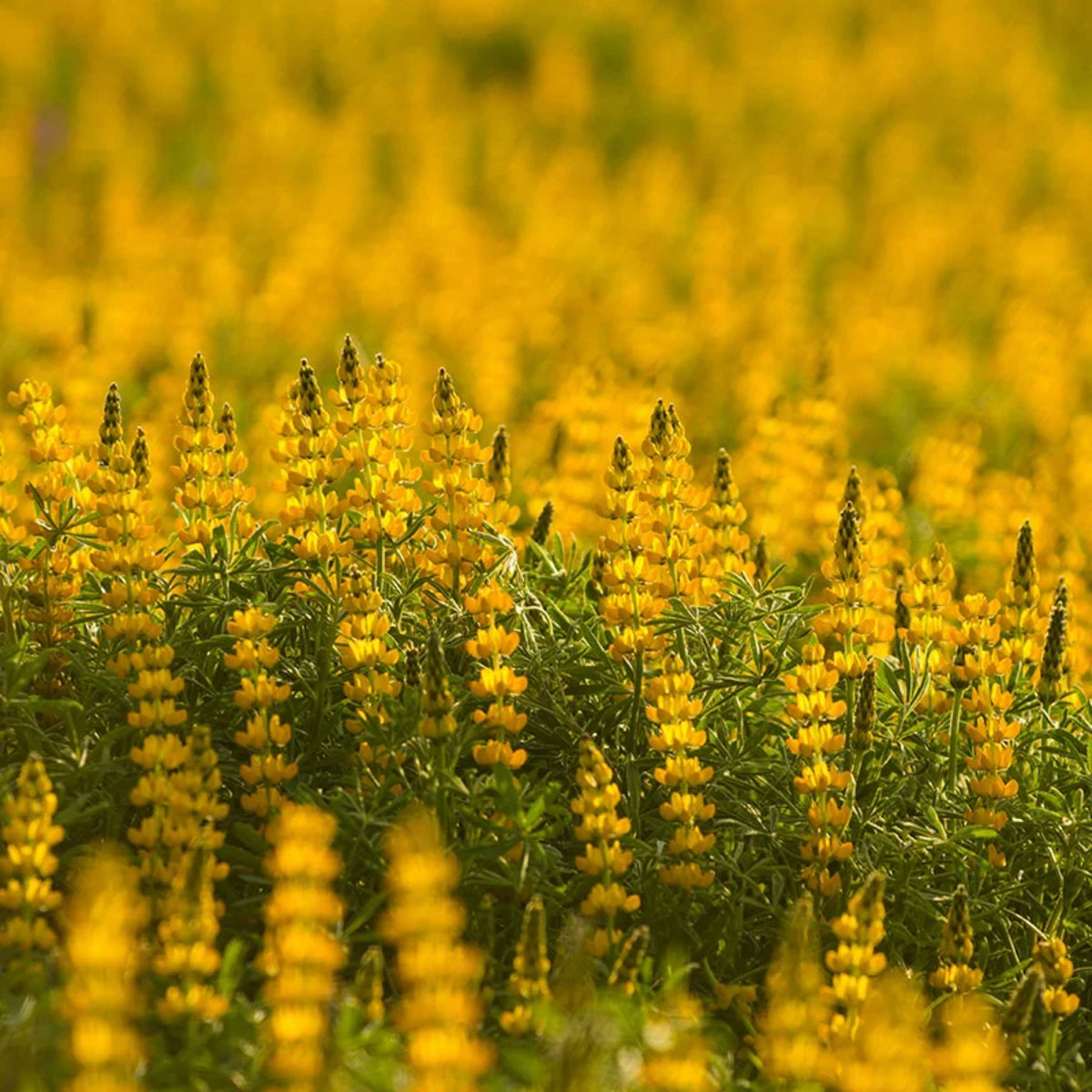 Lupinus Densiflorus (Yellow Golden Lupine) Seeds