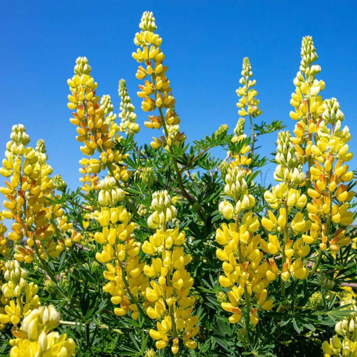 Lupinus Densiflorus (Yellow Golden Lupine) Seeds