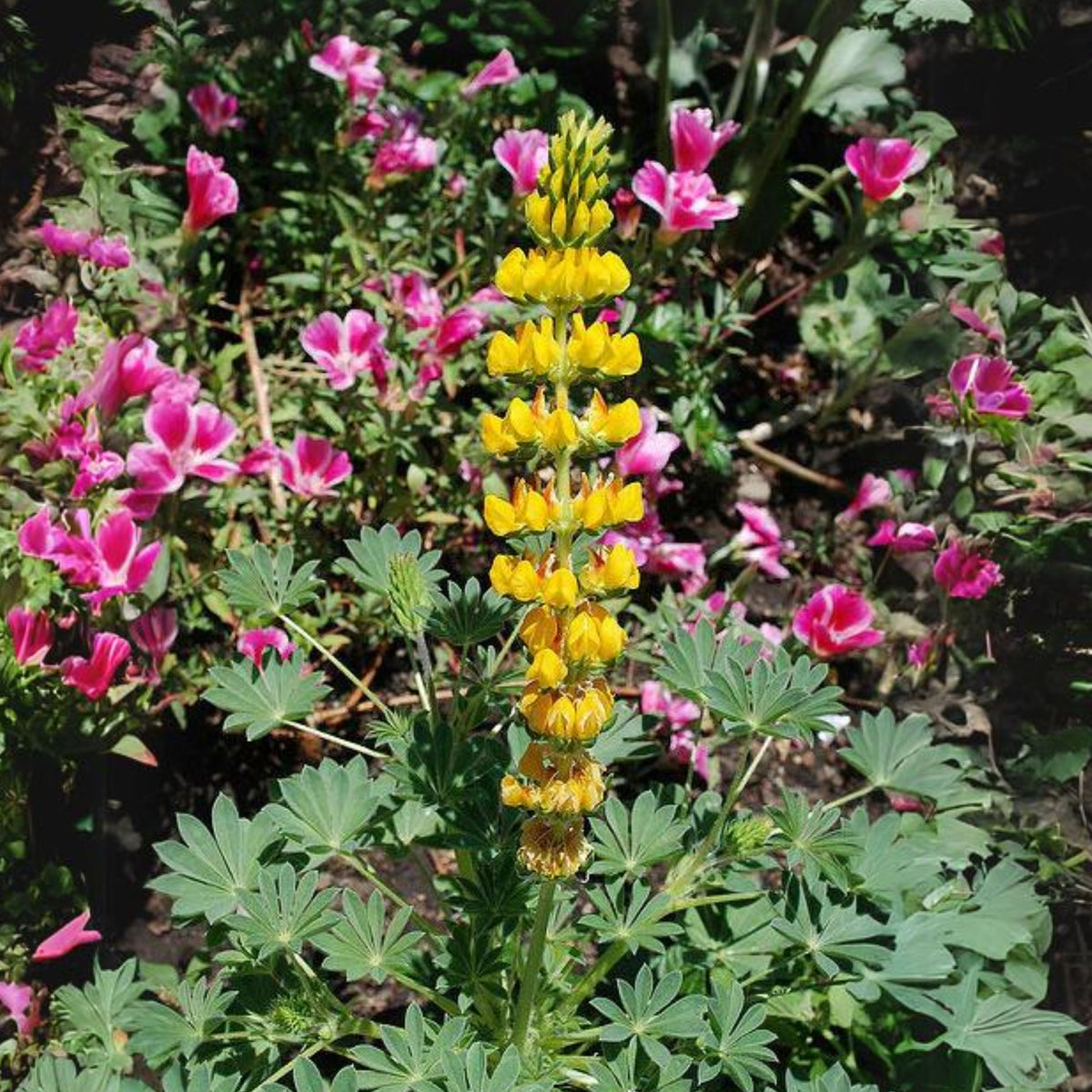 Lupinus Densiflorus (Yellow Or Golden Lupine) Seeds