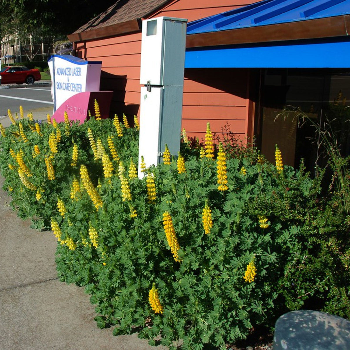 Lupinus Densiflorus (Yellow Golden Lupine) Seeds