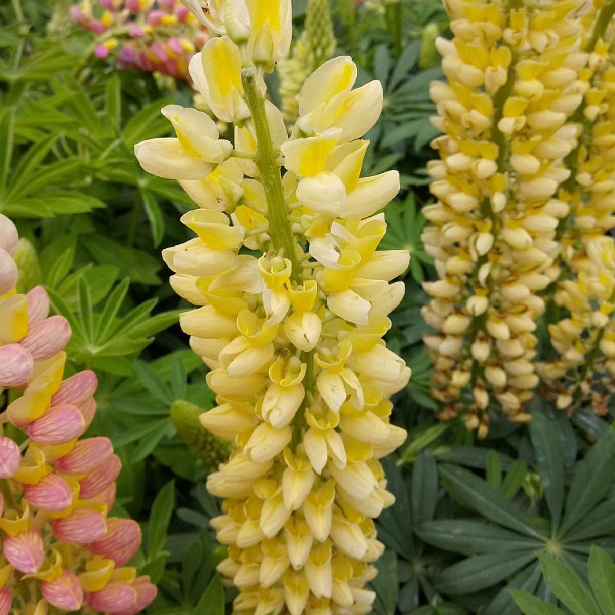 Gallery Yellow Lupine Seeds - Bluebonnet