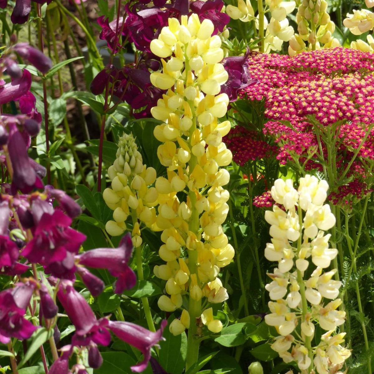 Gallery Yellow Lupine Seeds - Bluebonnet