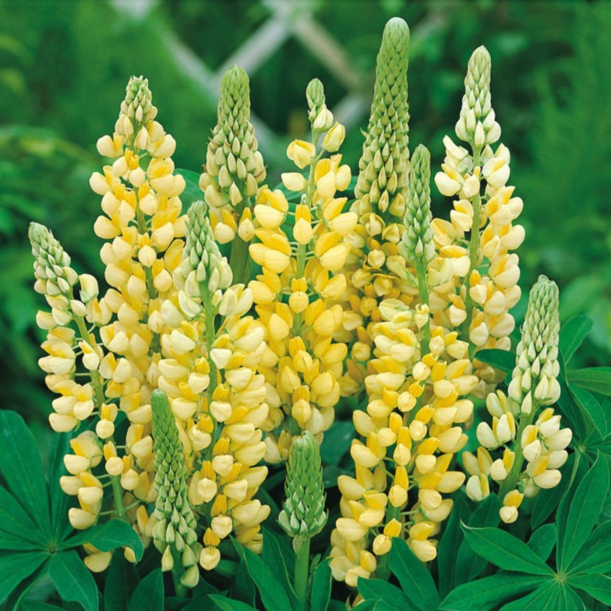 Gallery Yellow Lupine Seeds