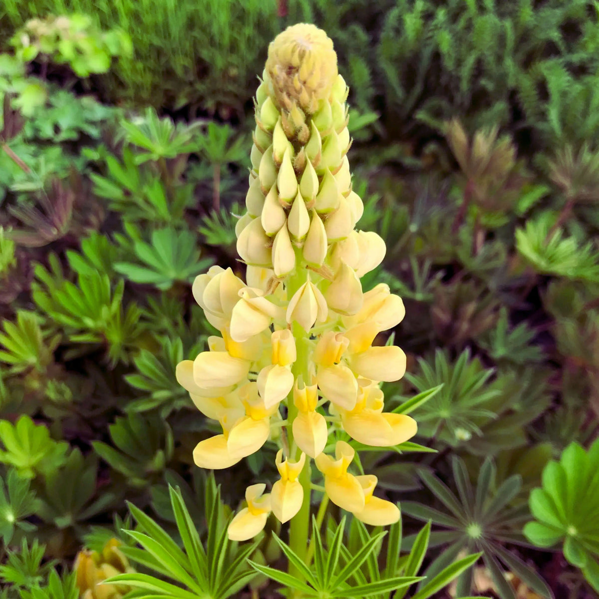 Gallery Yellow Lupine Seeds