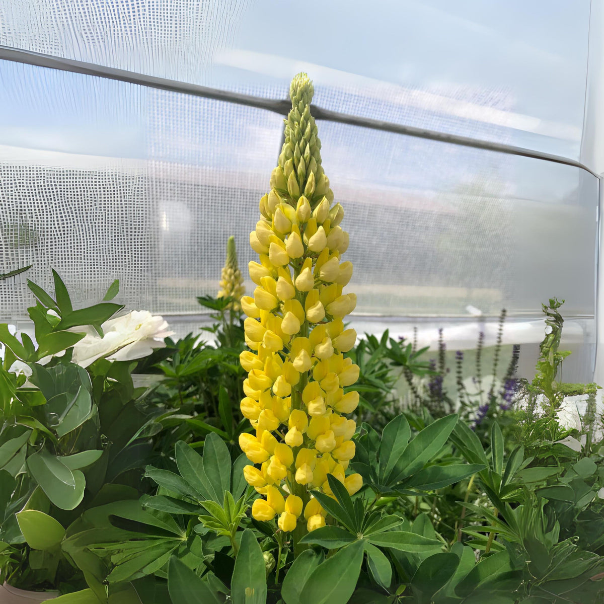 Gallery Yellow Lupine Seeds - Bluebonnet