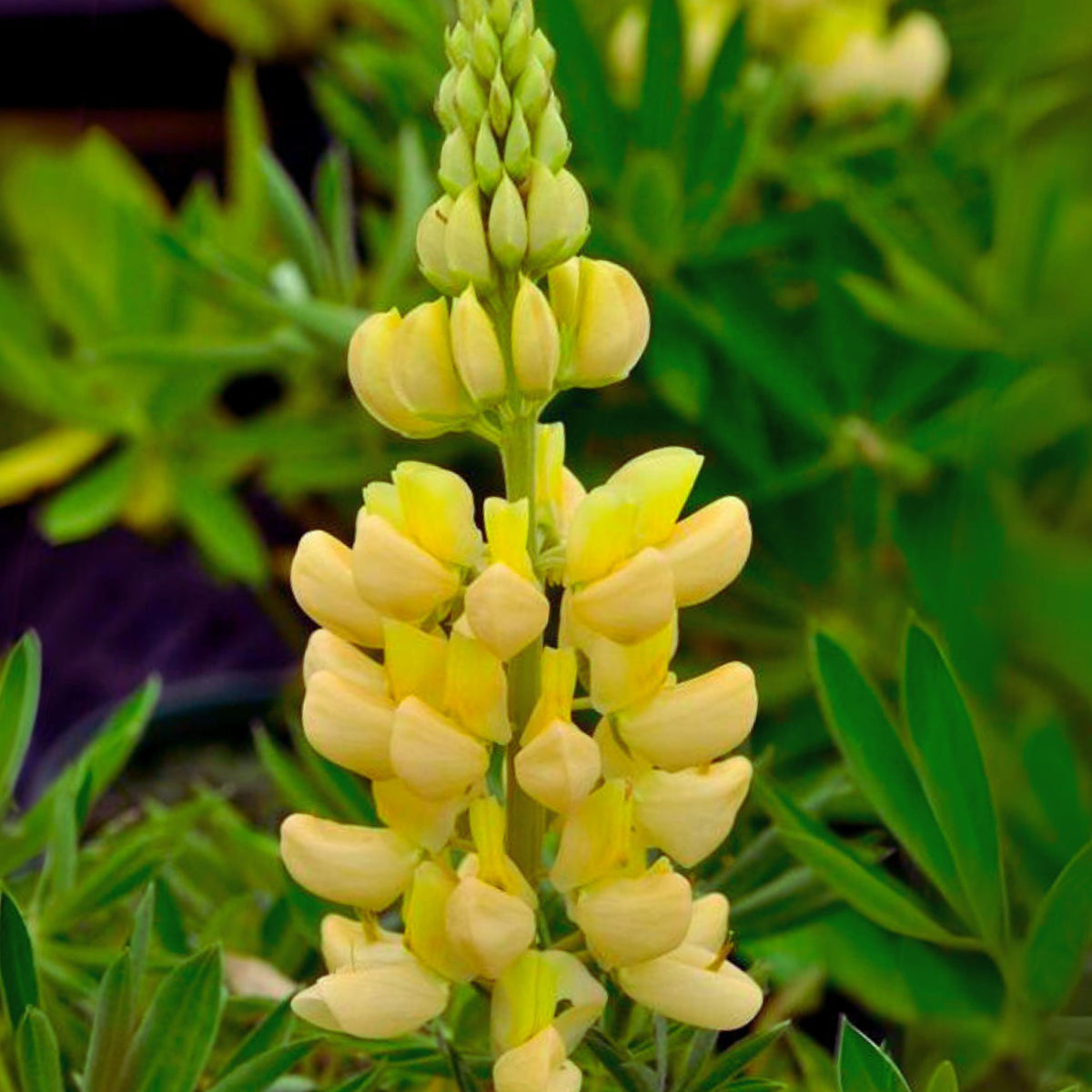 Gallery Yellow Lupine Seeds
