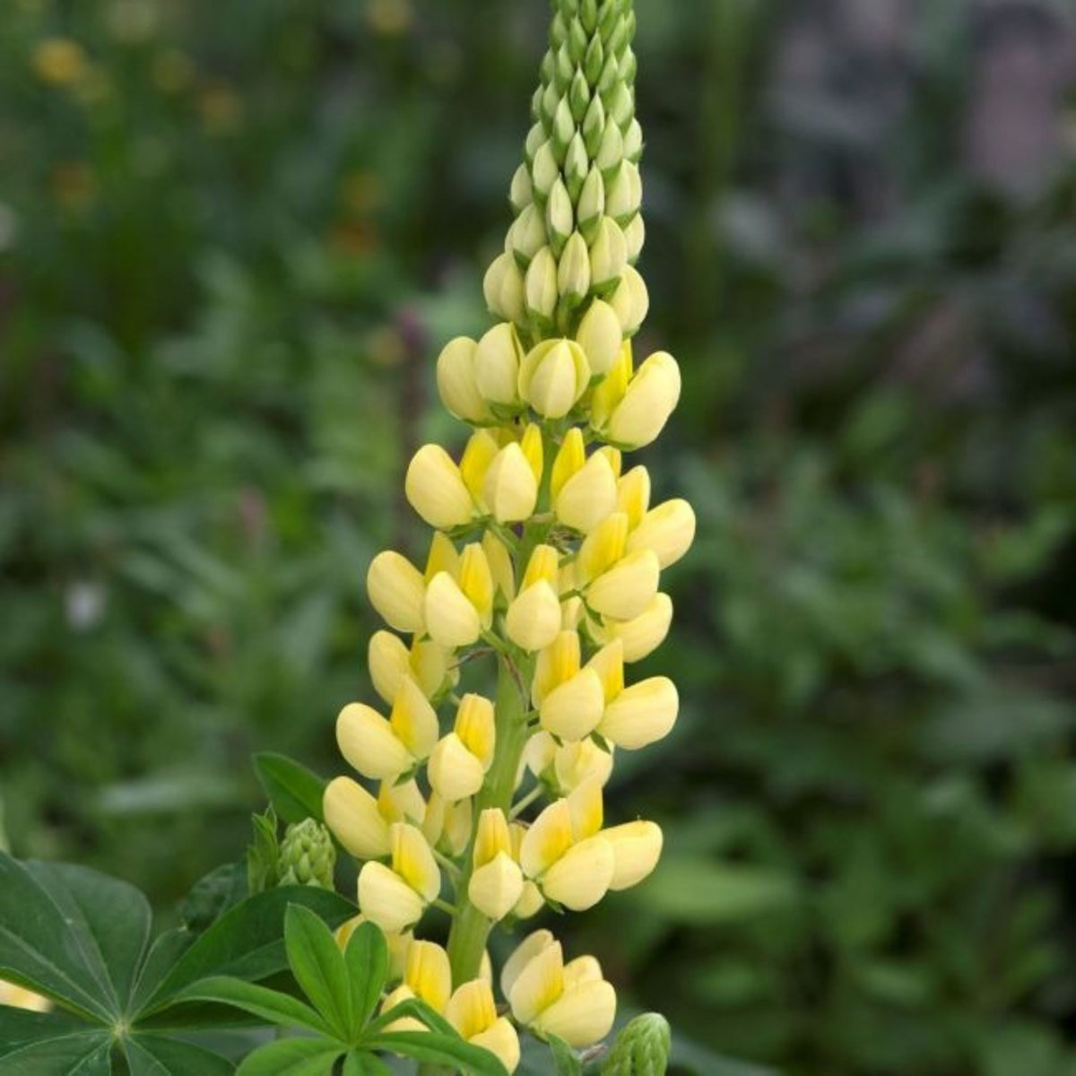 Gallery Yellow Lupine Seeds