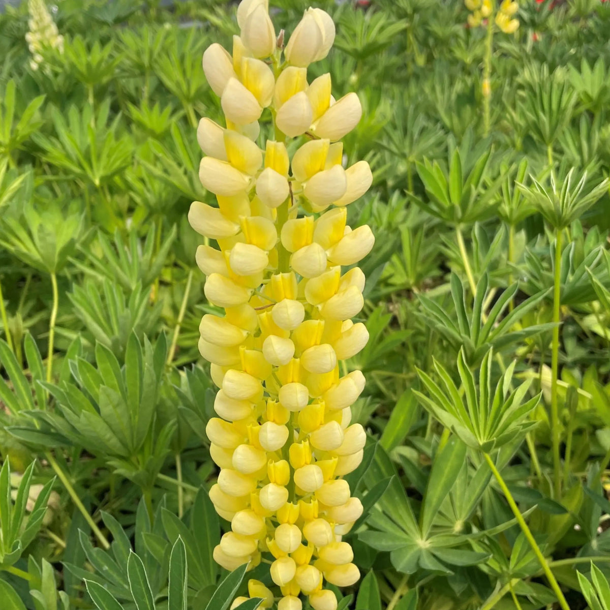 Gallery Yellow Lupine Seeds