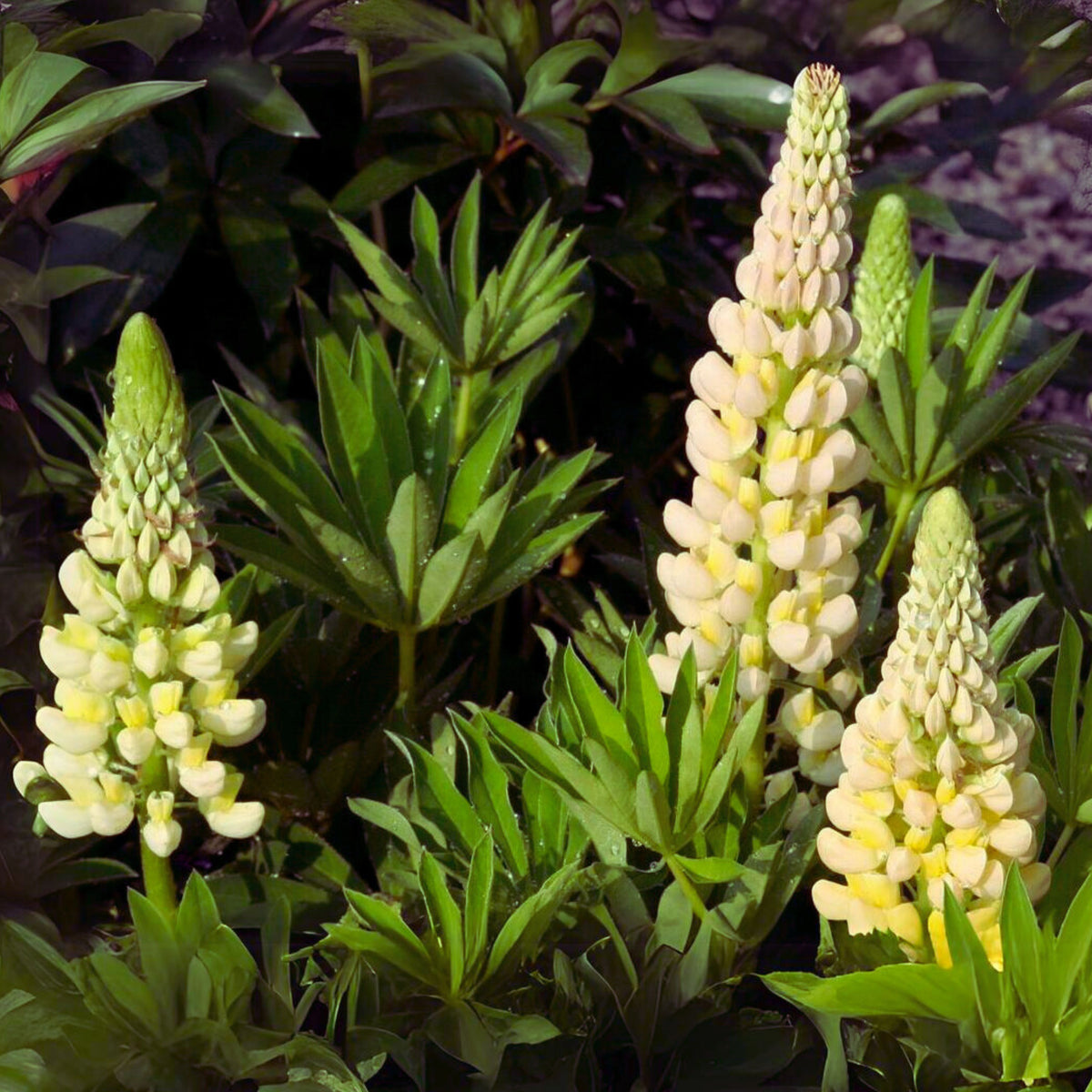 Gallery Yellow Lupine Seeds
