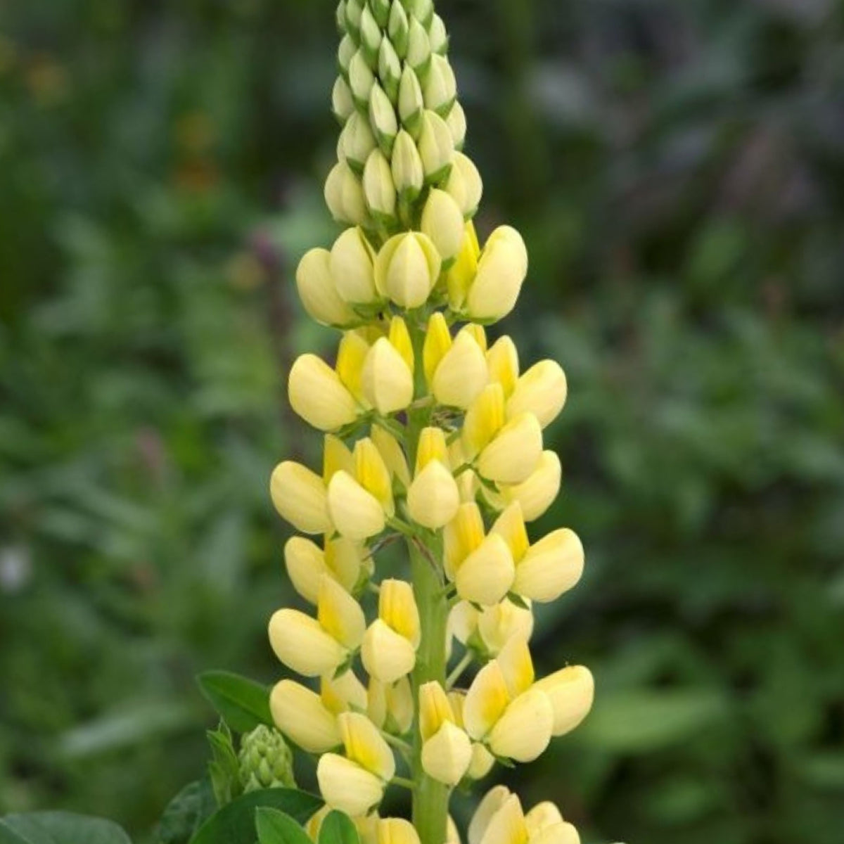 Gallery Yellow Lupine Seeds