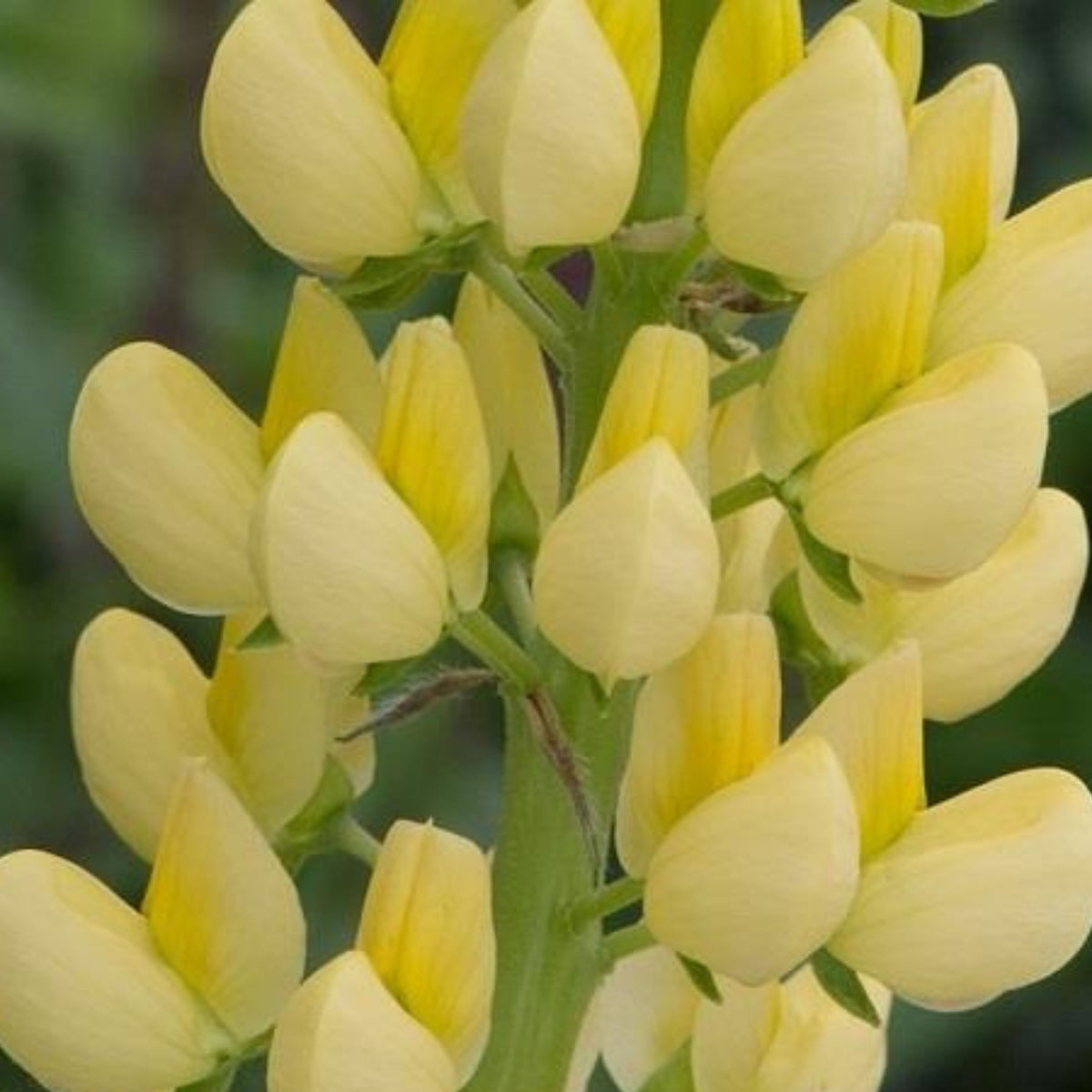 Gallery Yellow Lupine Seeds