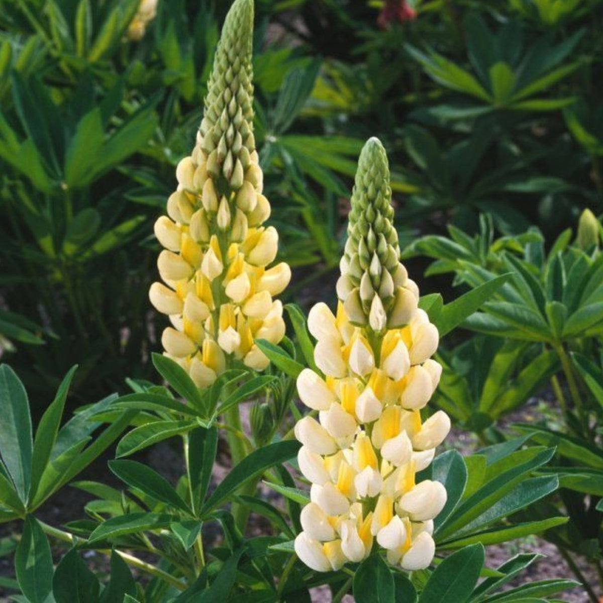 Gallery Yellow Lupine Seeds
