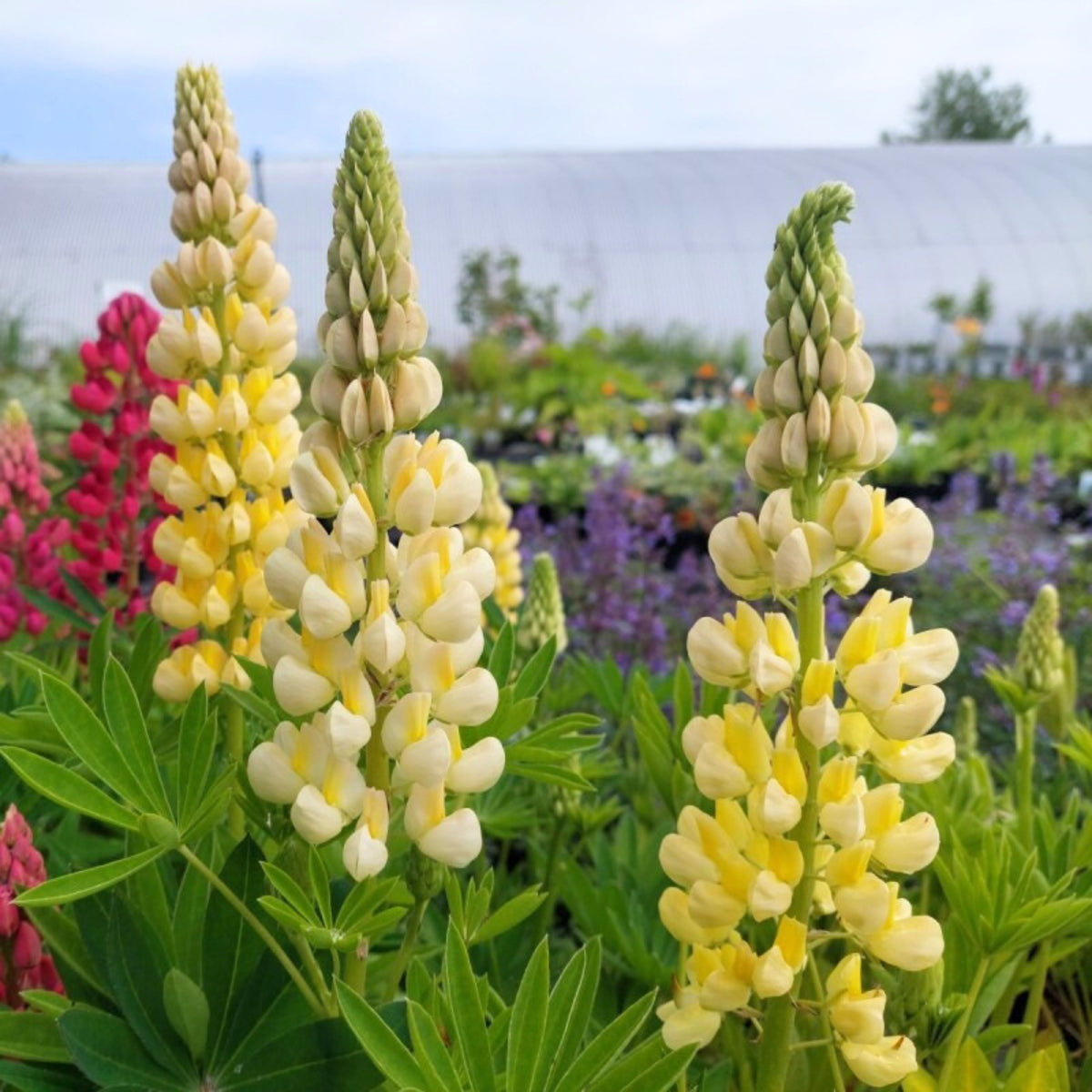 Gallery Yellow Lupine Seeds