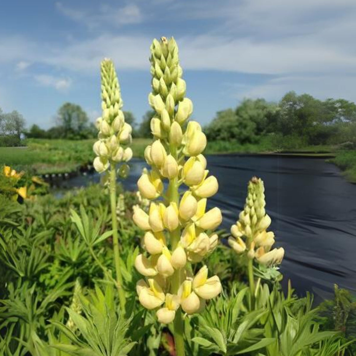 Gallery Yellow Lupine Seeds - Bluebonnet