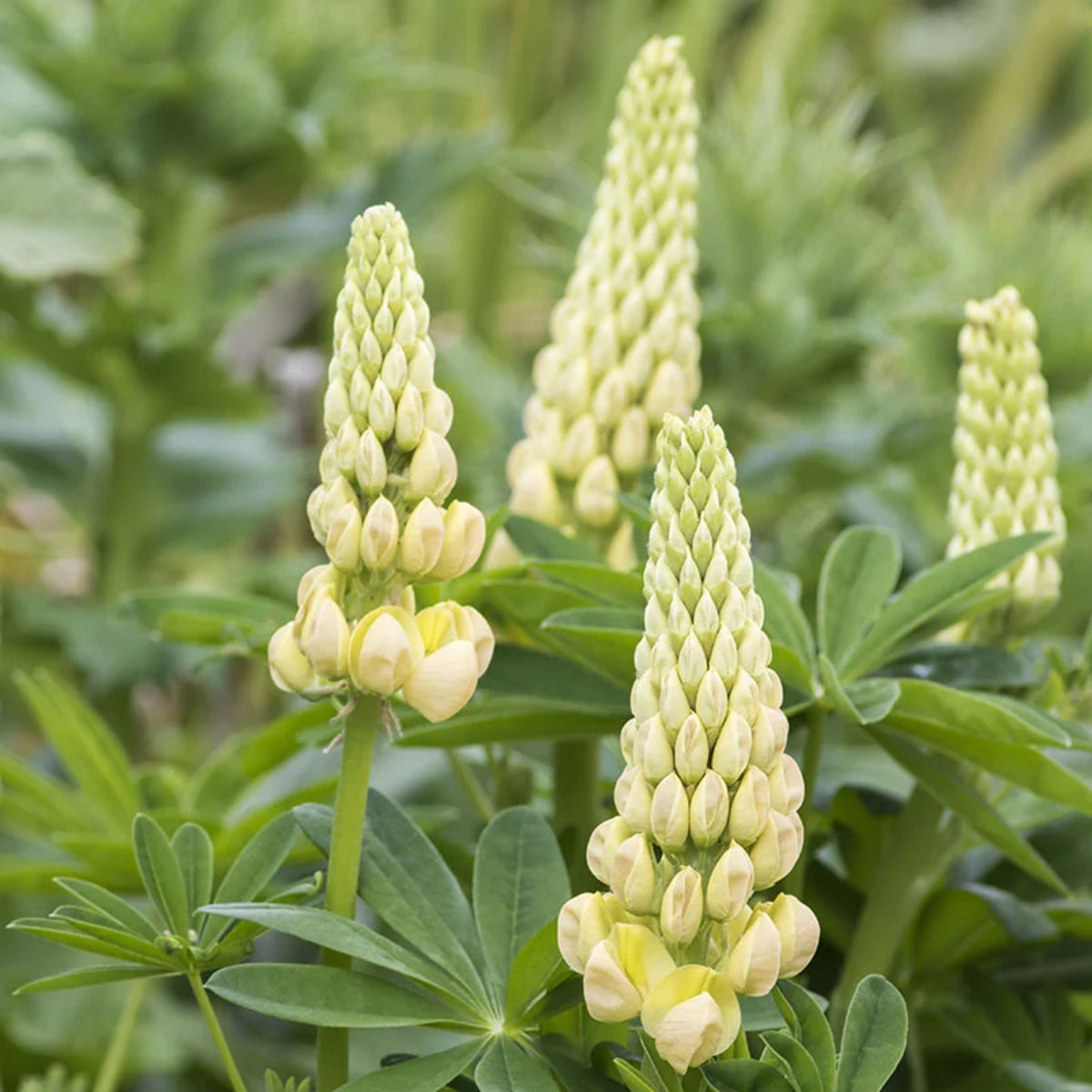 Gallery Yellow Lupine Seeds - Bluebonnet