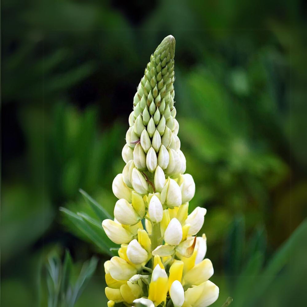 Gallery Yellow Lupine Seeds - Bluebonnet
