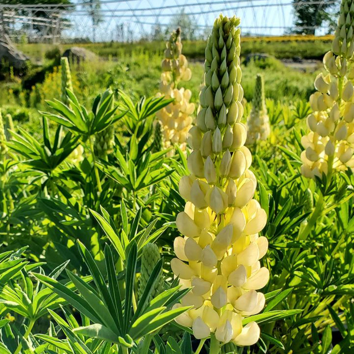 Gallery Yellow Lupine Seeds - Bluebonnet