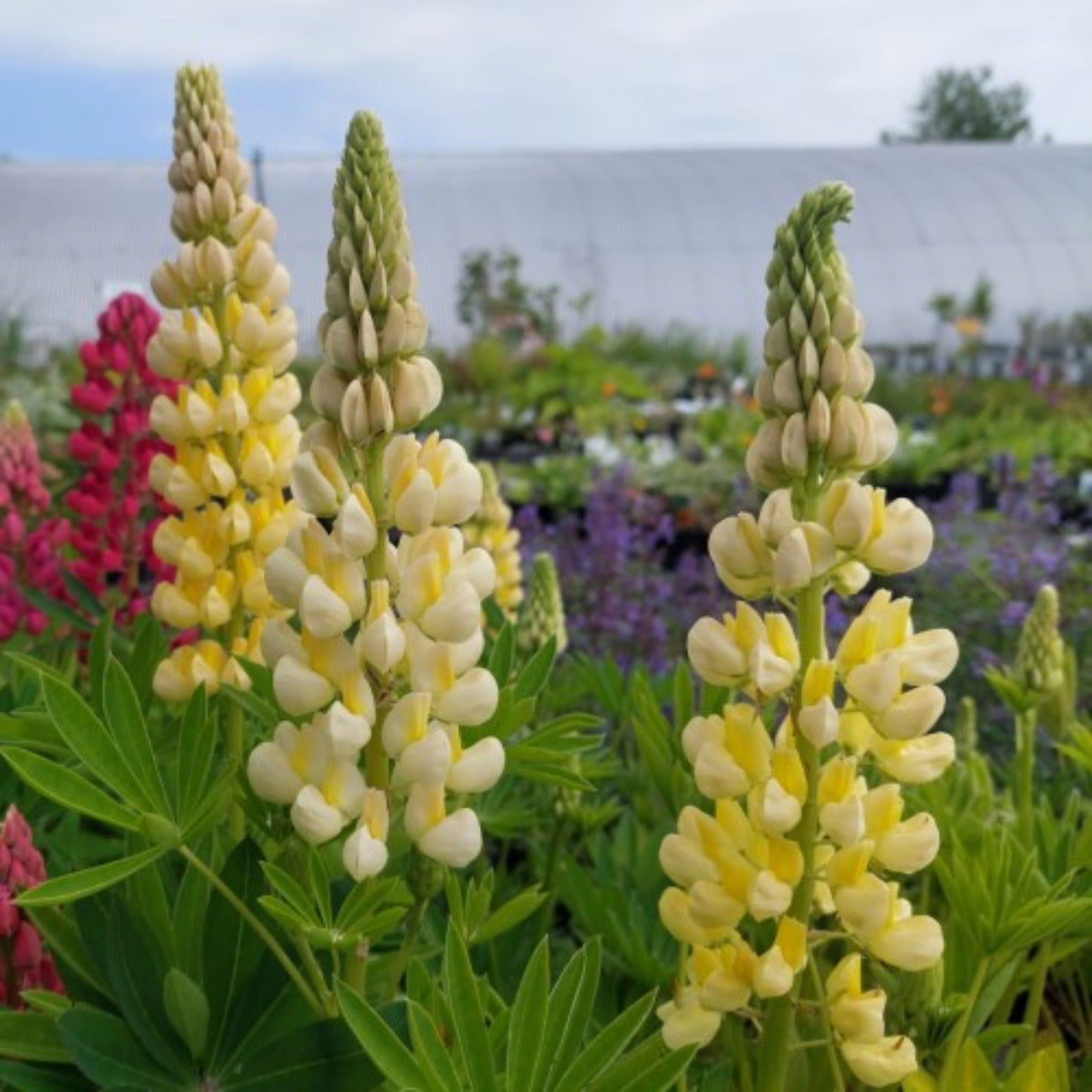 Gallery Yellow Lupine Seeds - Bluebonnet