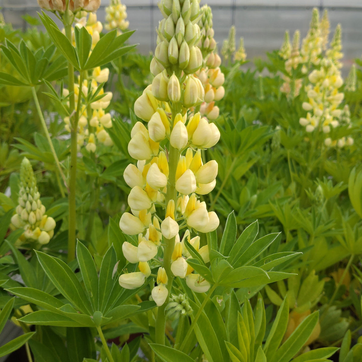 Gallery Yellow Lupine Seeds - Bluebonnet