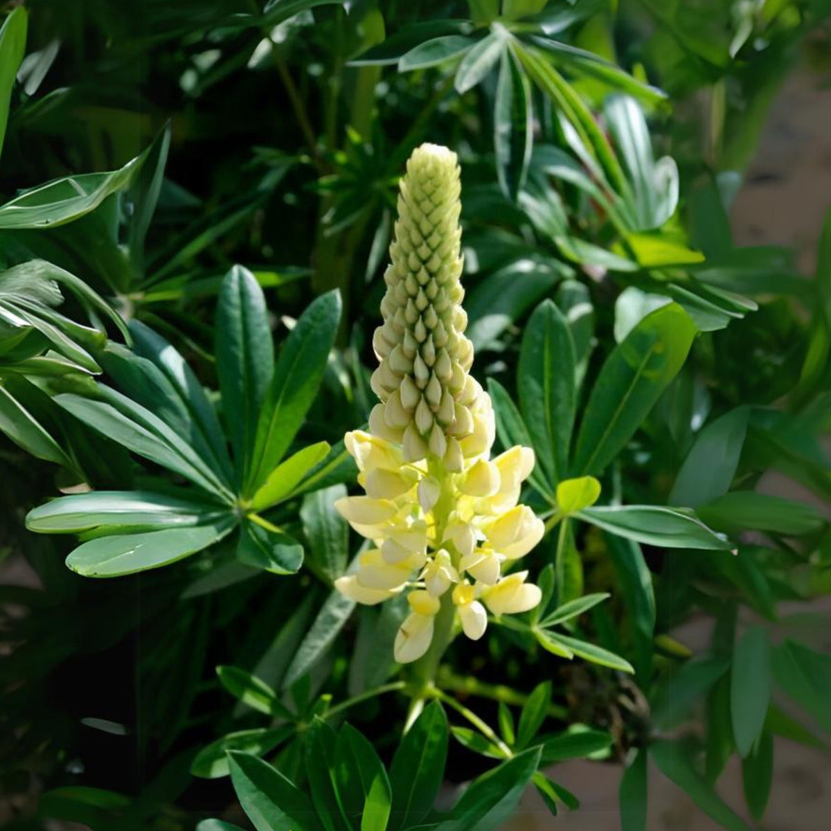 Gallery Yellow Lupine Seeds - Bluebonnet
