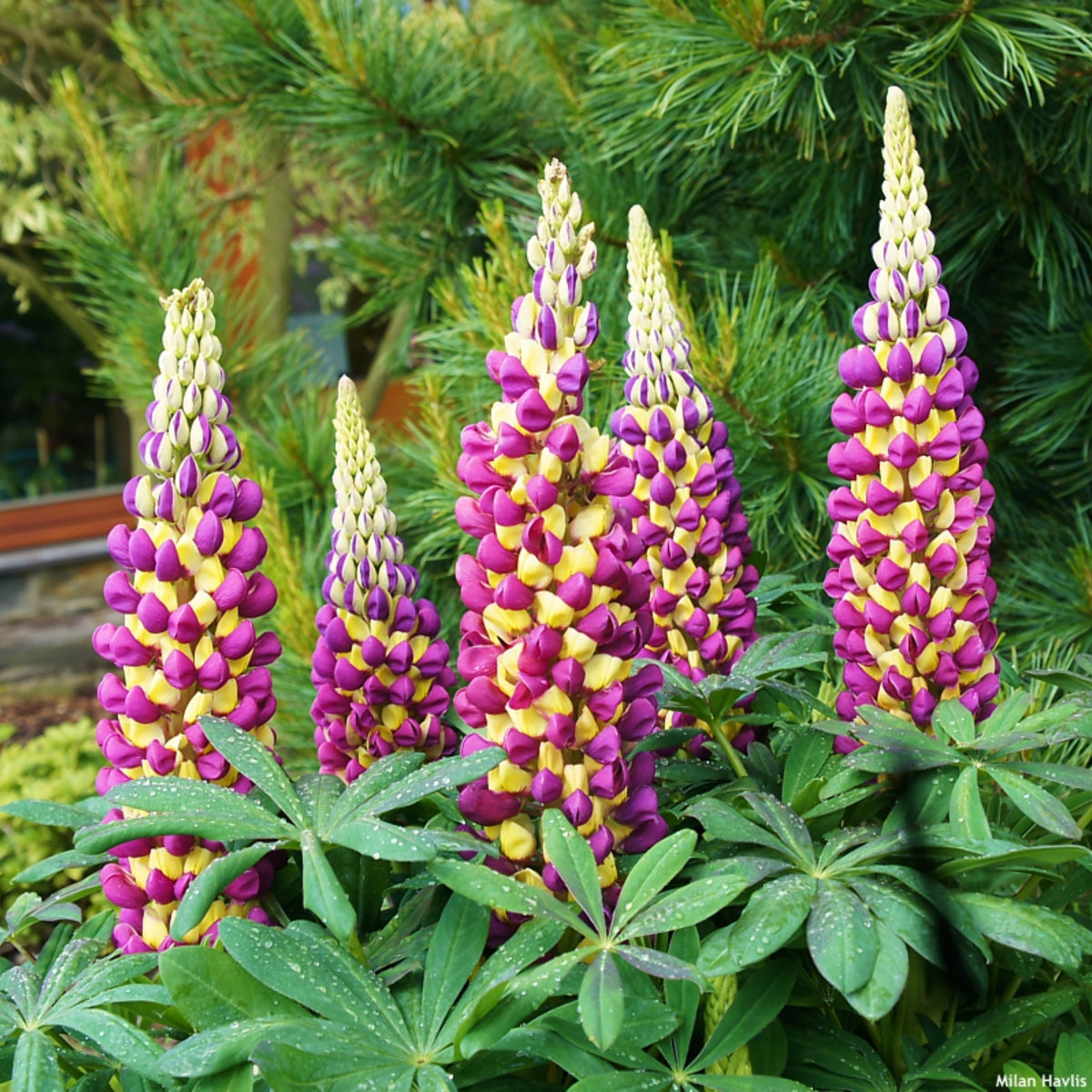 Manhattan Lights Lupine Seeds