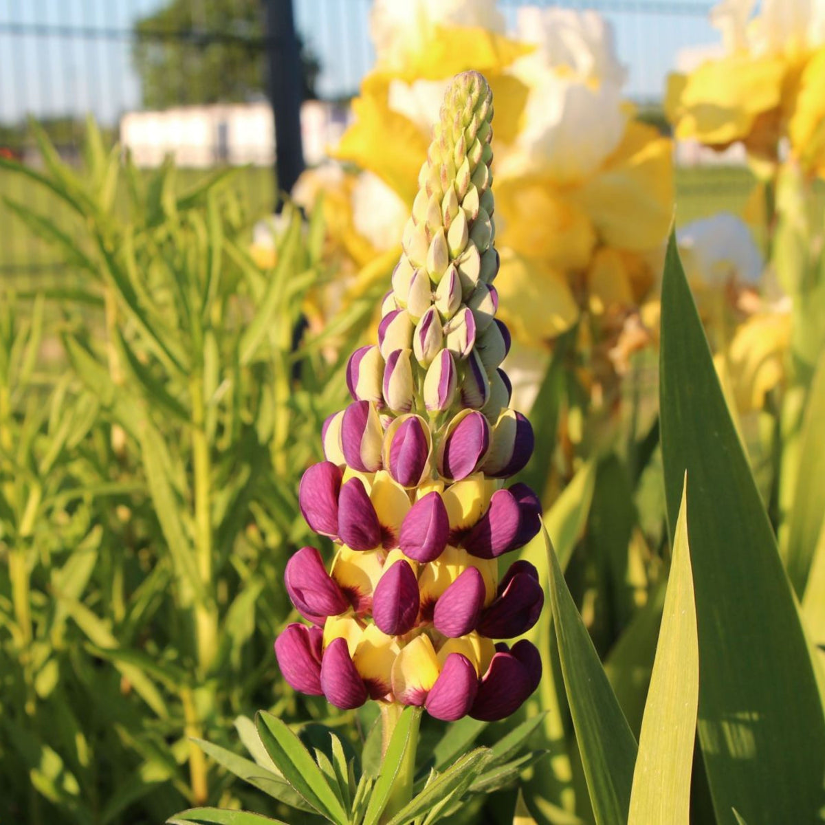 Manhattan Lights Lupine Seeds - Bluebonnet