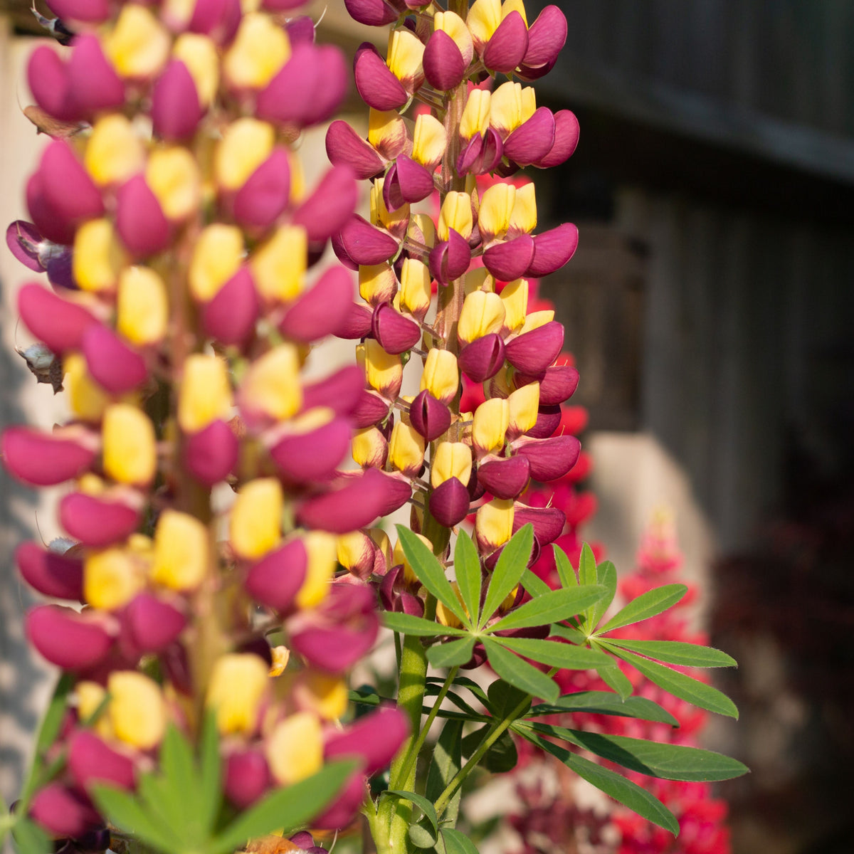 Manhattan Lights Lupine Seeds - Bluebonnet
