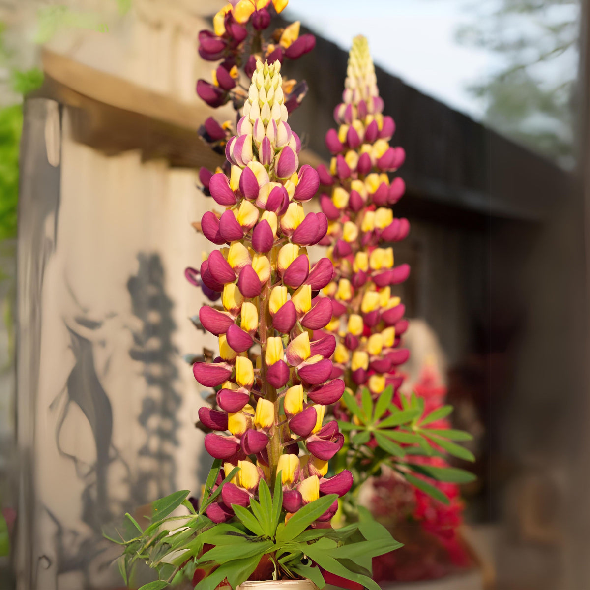 Manhattan Lights Lupine Seeds - Bluebonnet