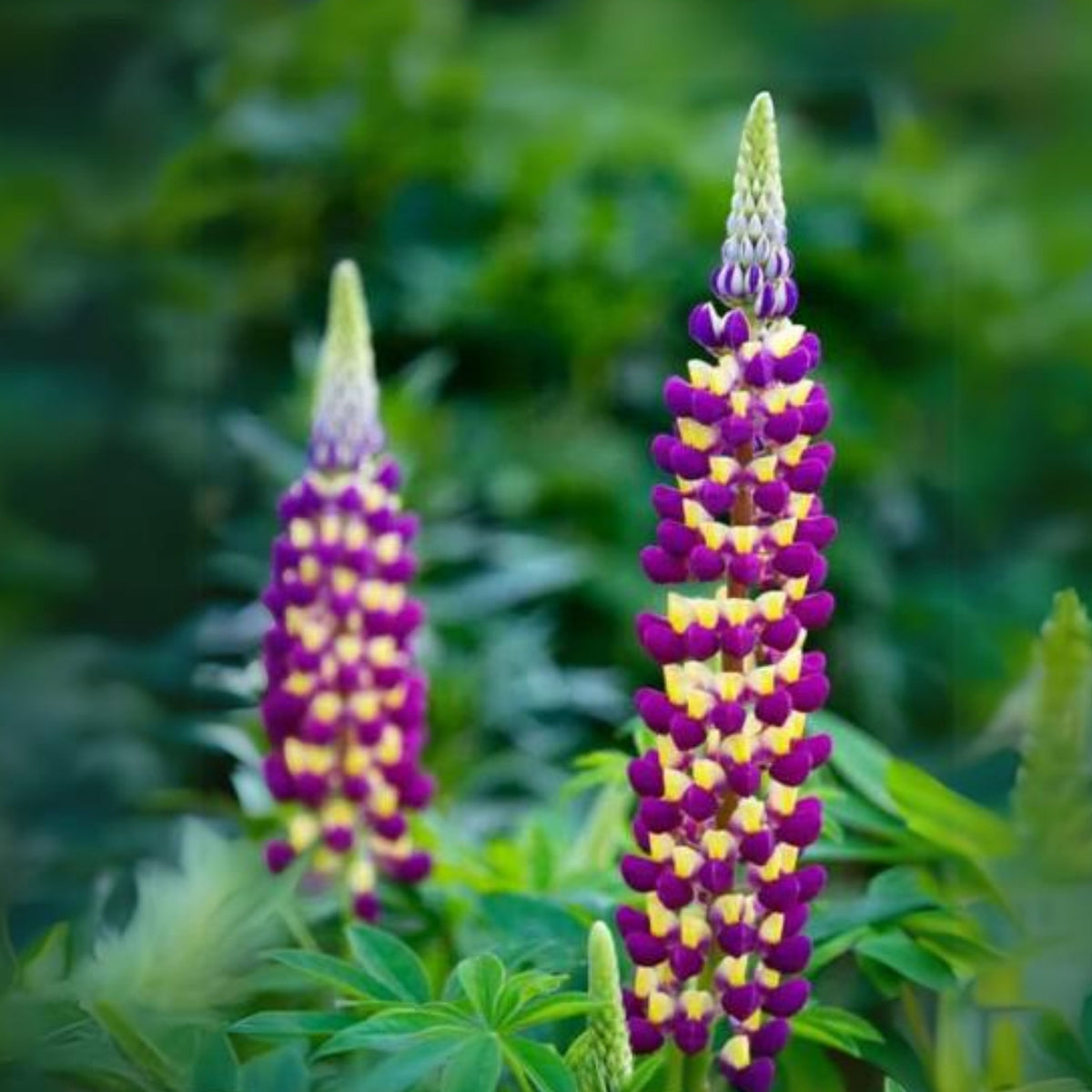 Manhattan Lights Lupine Seeds