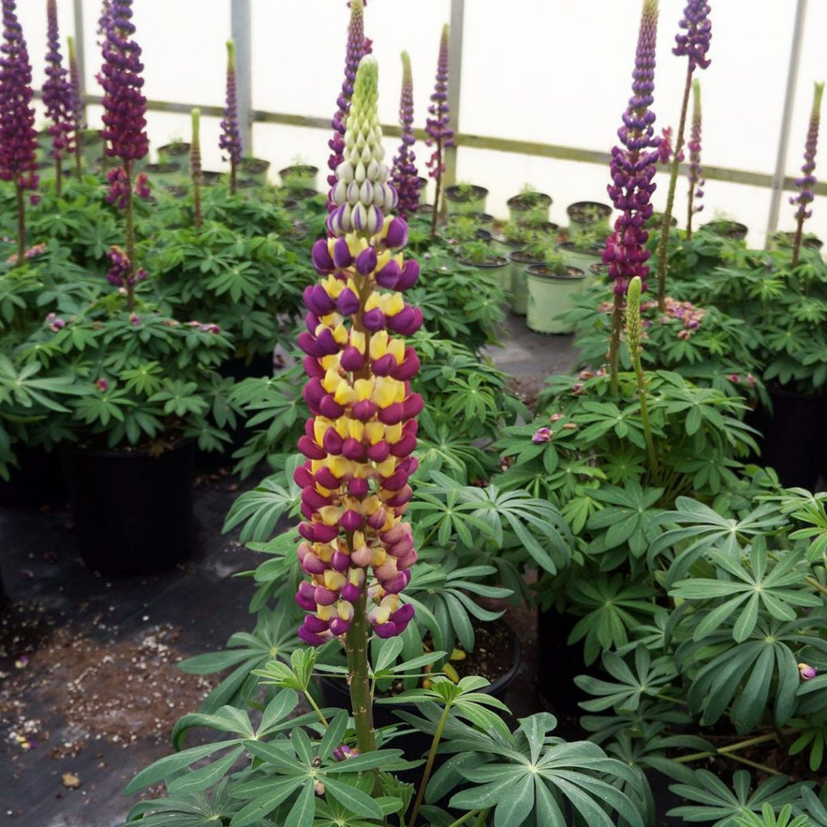 Manhattan Lights Lupine Seeds