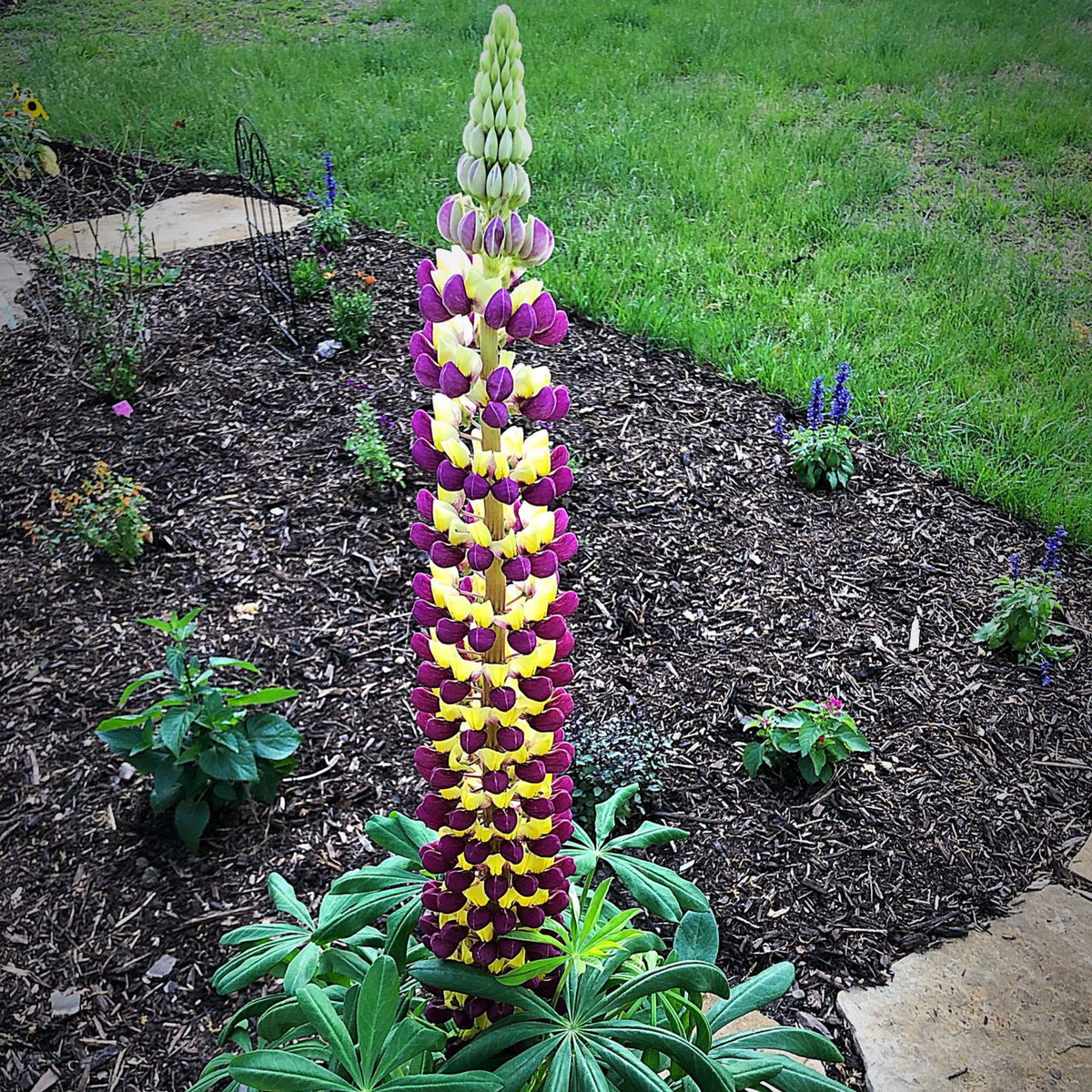 Manhattan Lights Lupine Seeds