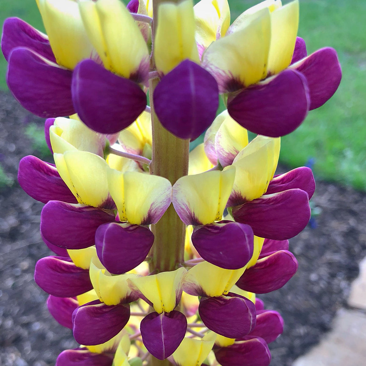 Manhattan Lights Lupine Seeds - Bluebonnet