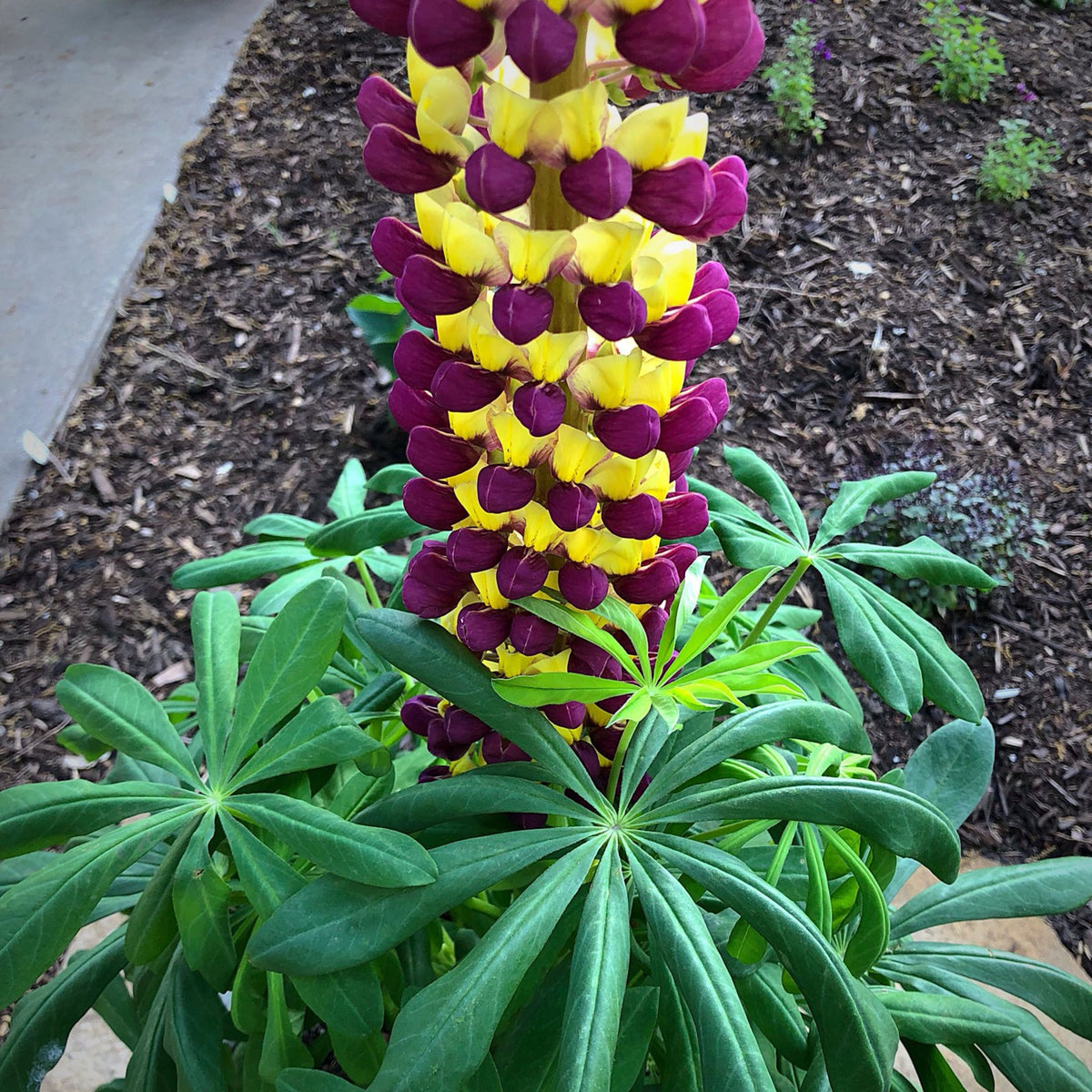 Manhattan Lights Lupine Seeds - Bluebonnet