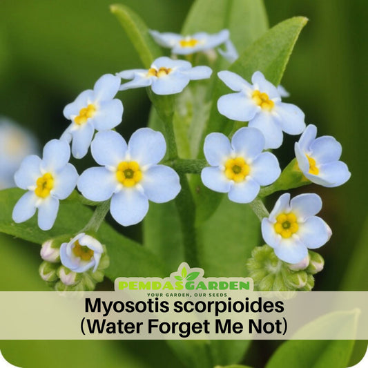 Myosotis Scorpioides (Water Forget-Me-Not) Seeds - Bee Friendly