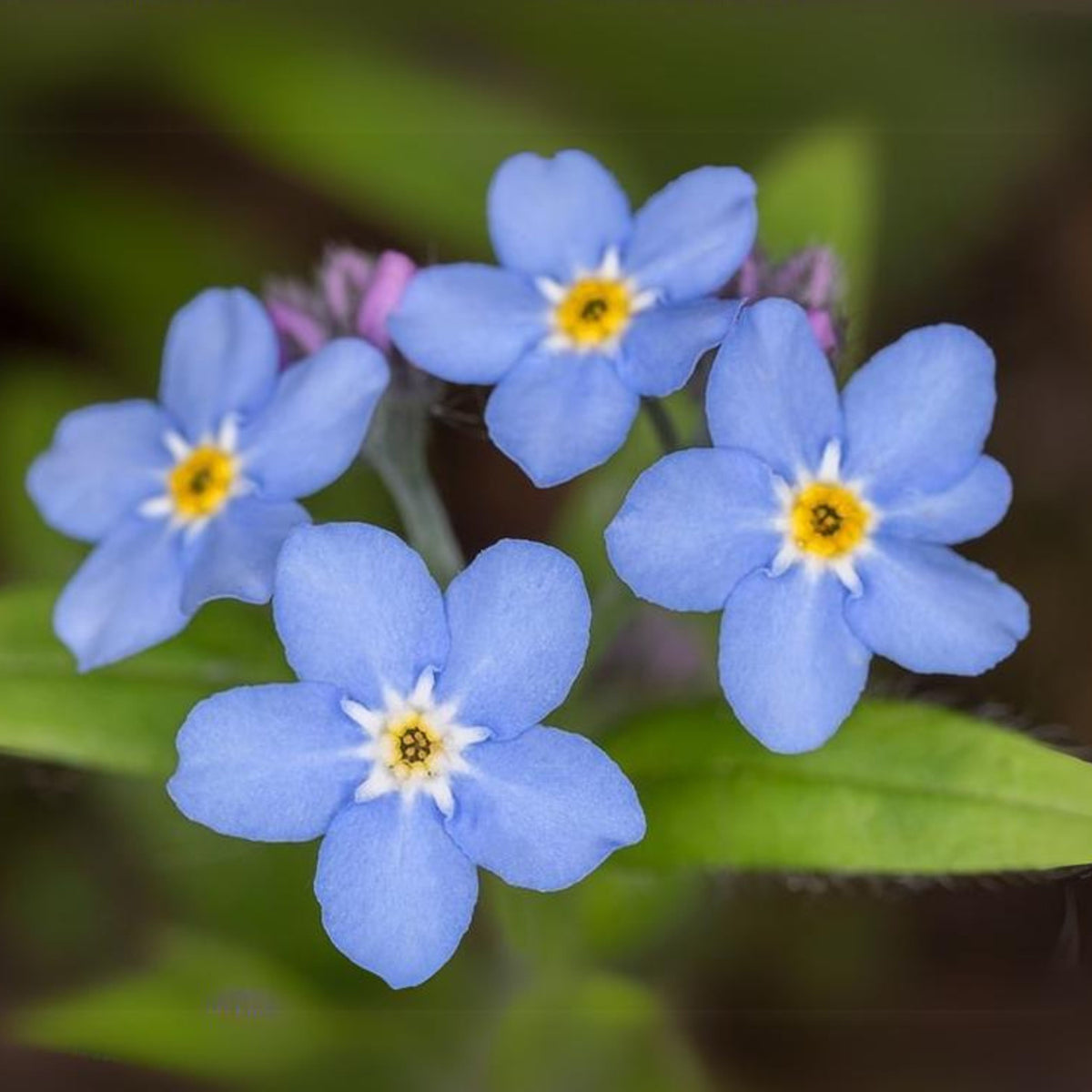 Myosotis Scorpioides (Water Forget-Me-Not) Seeds - Bee Friendly