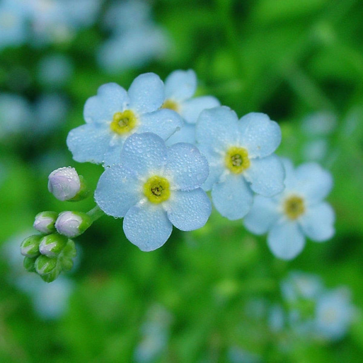 Myosotis Scorpioides (Water Forget-Me-Not) Seeds, 30 seeds
