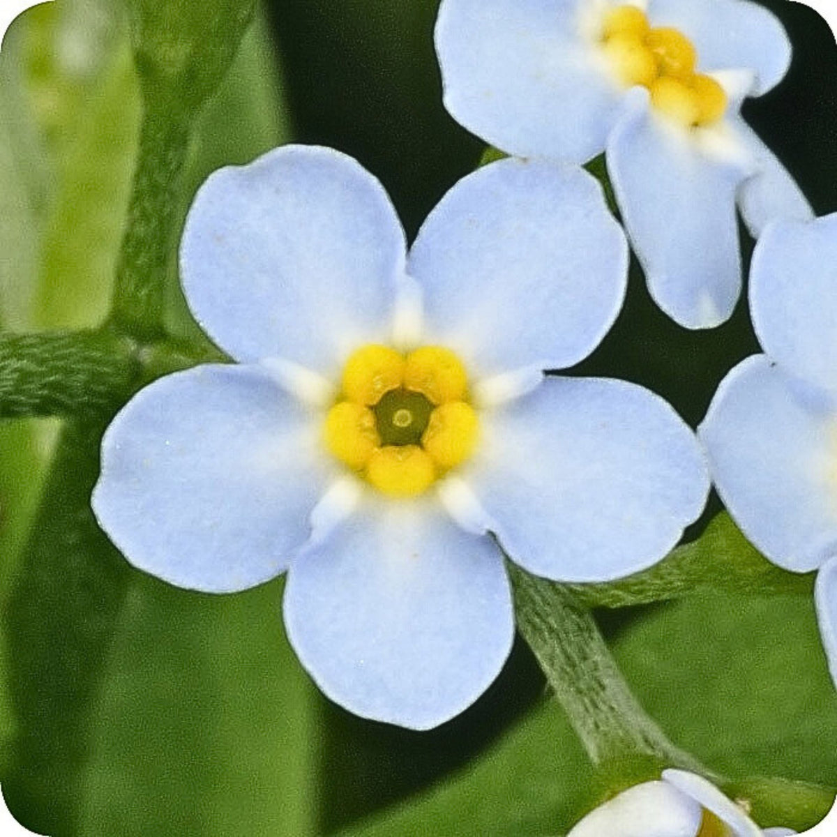Myosotis Scorpioides (Water Forget-Me-Not) Seeds, 30 seeds