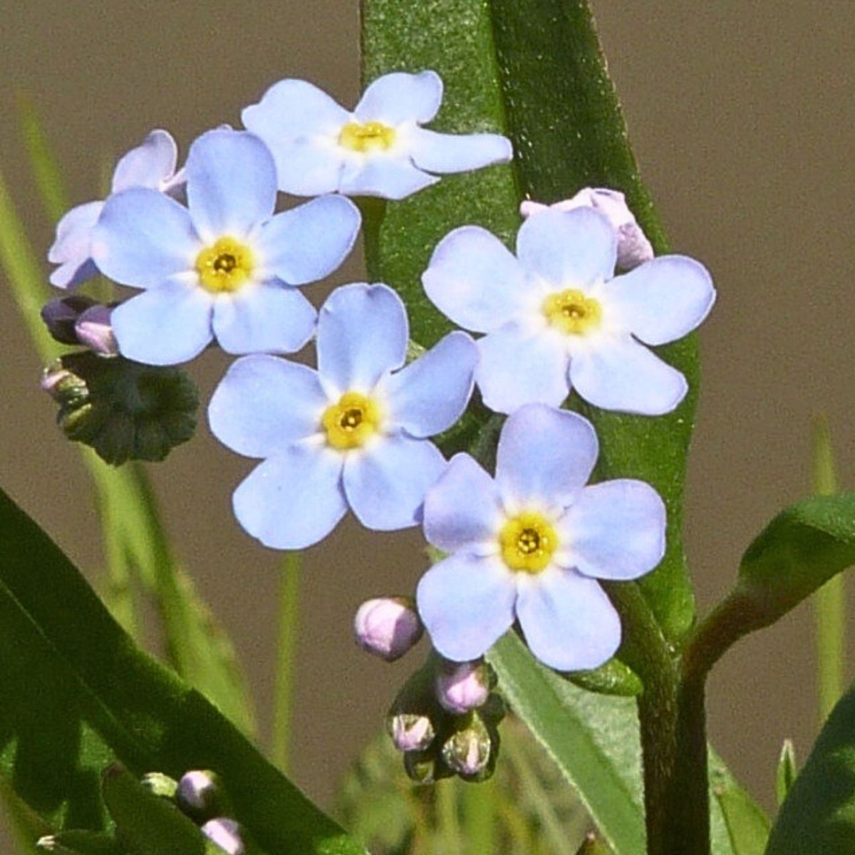 Myosotis Scorpioides (Water Forget-Me-Not) Seeds - Bee Friendly