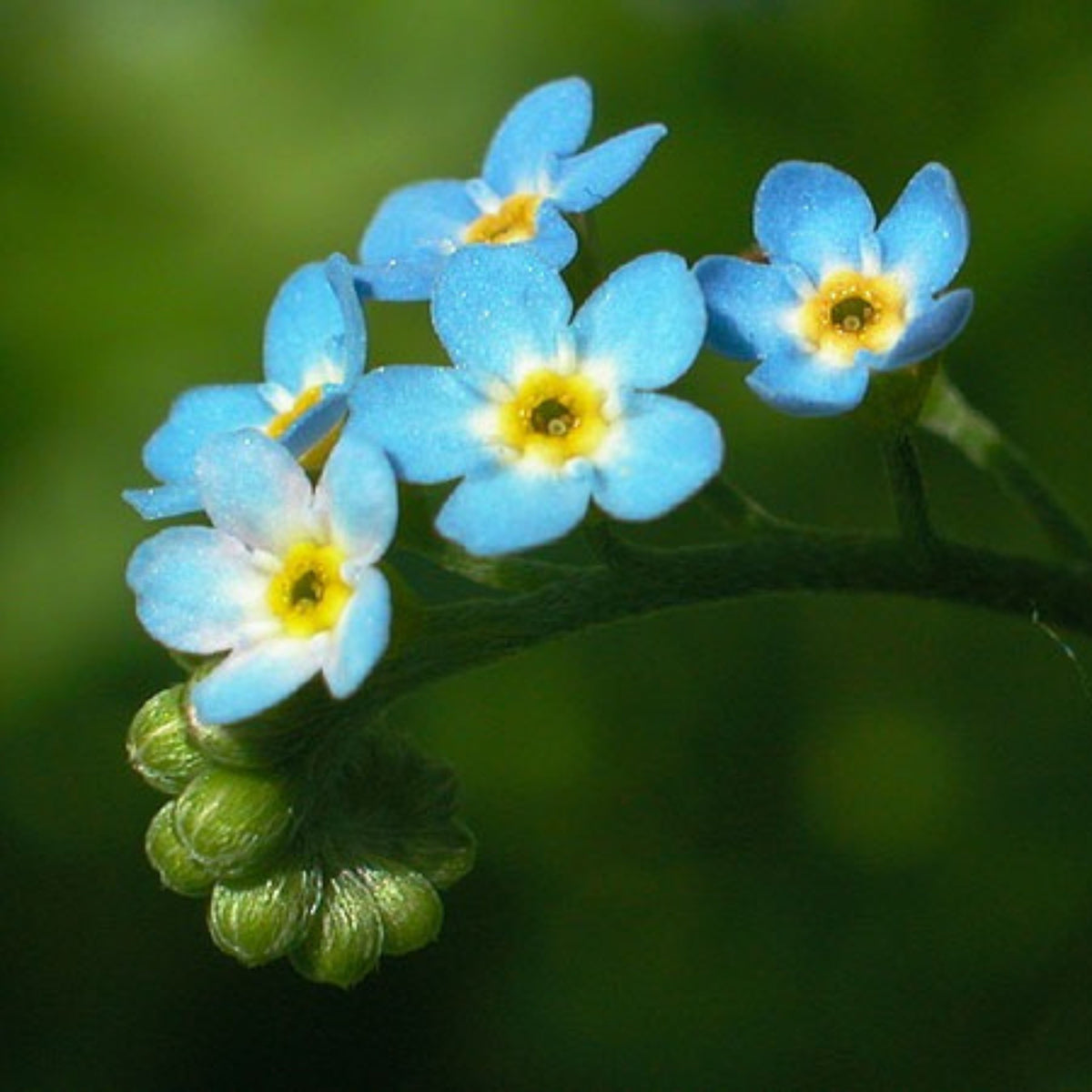 Myosotis Scorpioides (Water Forget-Me-Not) Seeds, 30 seeds