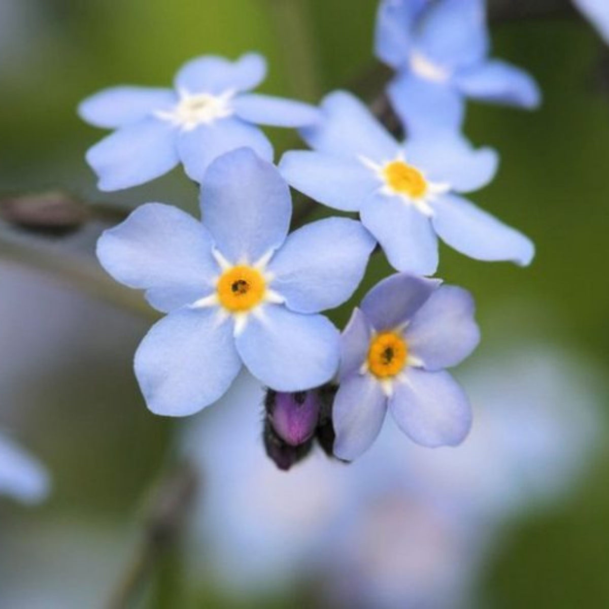 Myosotis Scorpioides (Water Forget-Me-Not) Seeds, 30 seeds