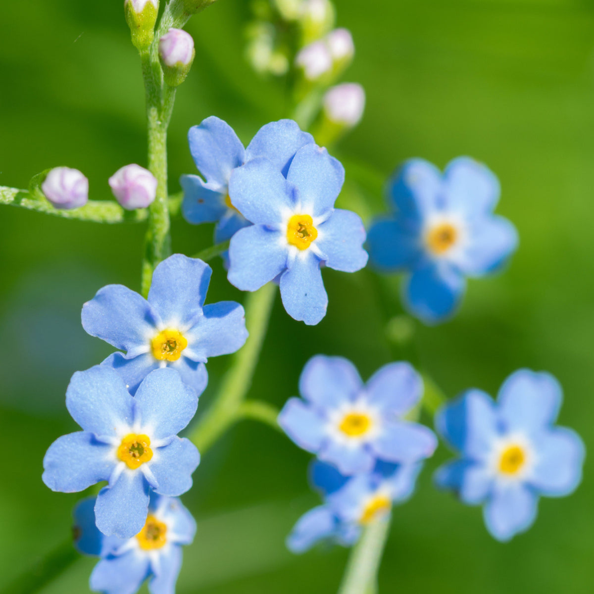 Myosotis Scorpioides (Water Forget-Me-Not) Seeds, 30 seeds