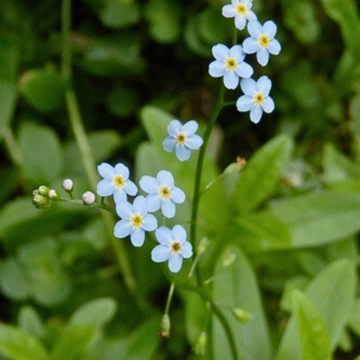 Myosotis Scorpioides (Water Forget-Me-Not) Seeds - Bee Friendly