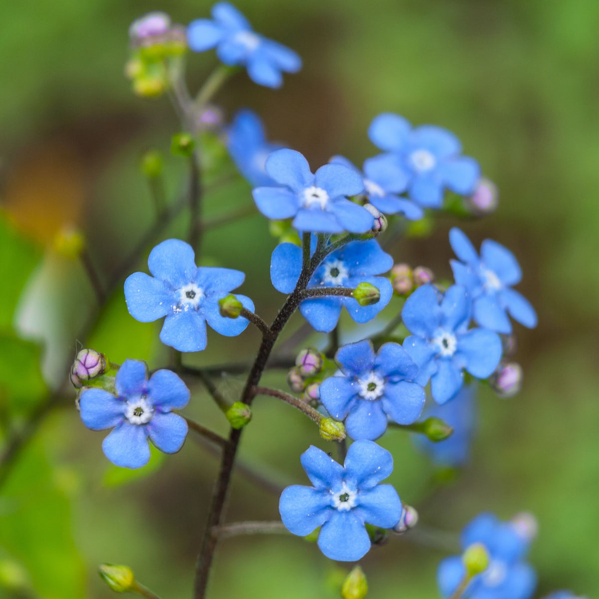 Myosotis Scorpioides (Water Forget-Me-Not) Seeds - Bee Friendly