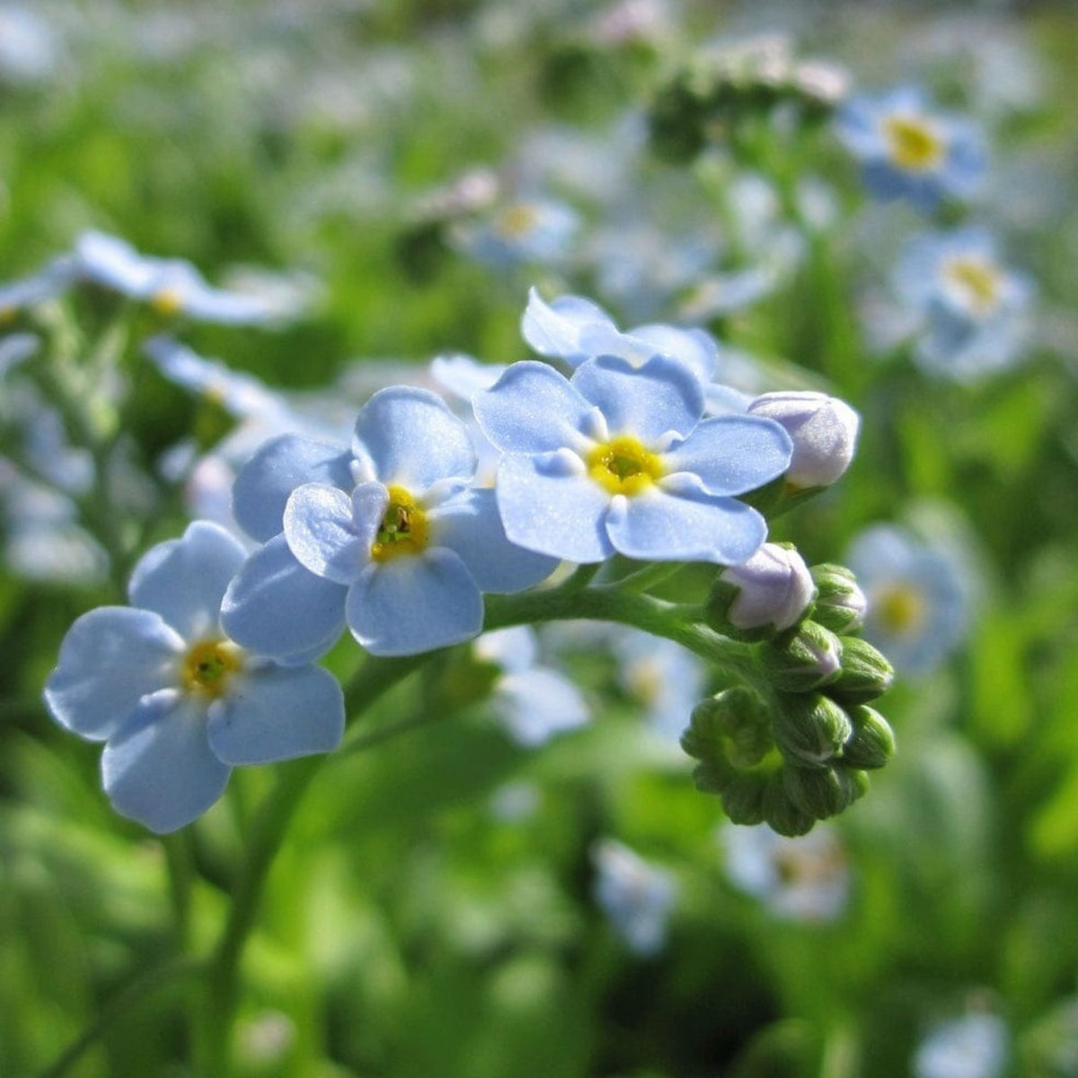 Myosotis Scorpioides (Water Forget-Me-Not) Seeds - Bee Friendly