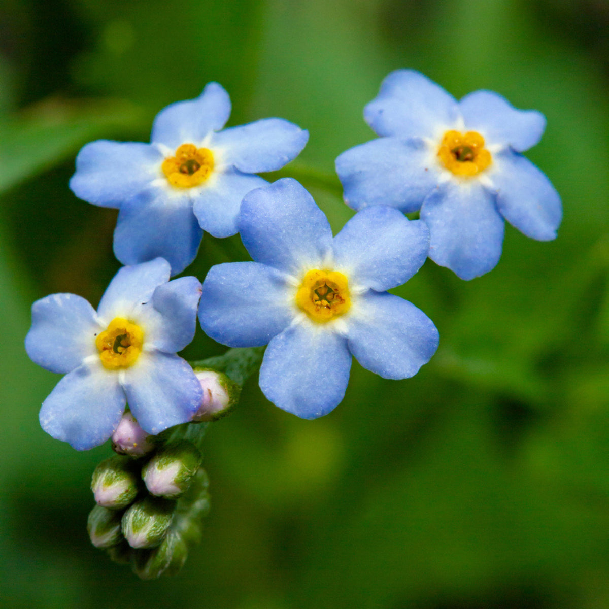 Myosotis Scorpioides (Water Forget-Me-Not) Seeds - Bee Friendly