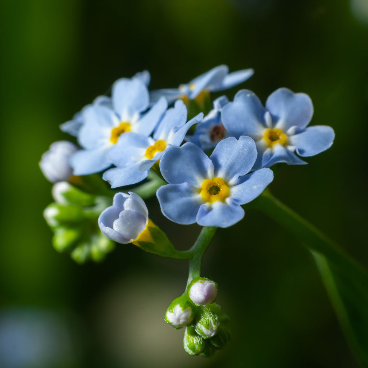 Myosotis Scorpioides (Water Forget-Me-Not) Seeds - Bee Friendly