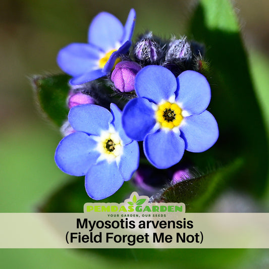 Myosotis Arvensis (Field Forget-Me-Not) Seeds - Bee Friendly