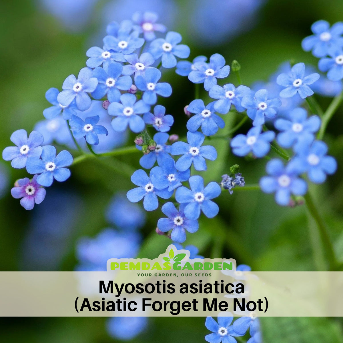 Myosotis Asiatica (Asiatic Forget-Me-Not) Seeds - Bee Friendly