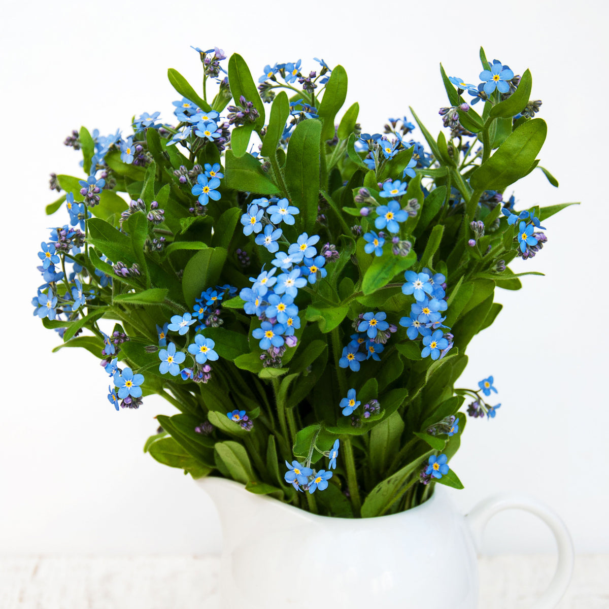 Myosotis Sylvatica (Wood Forget-Me-Not) Seeds