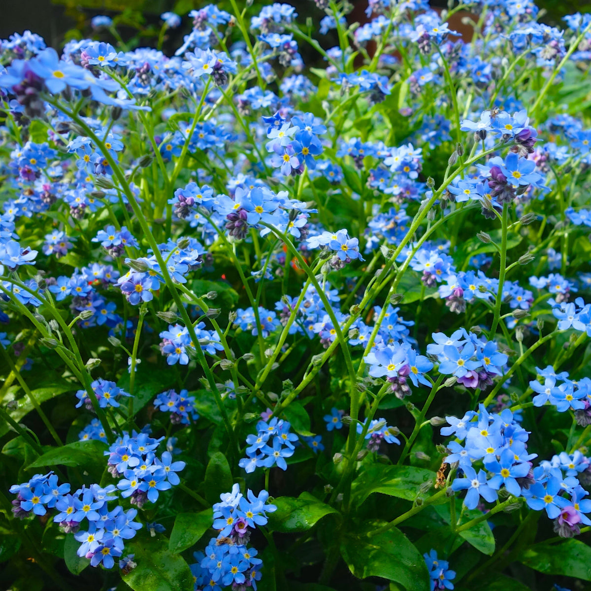 Myosotis Asiatica (Asiatic Forget-Me-Not) Seeds